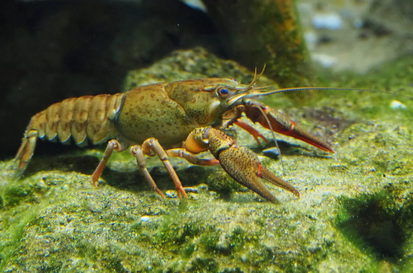 Рак животное картинка European noble crayfish (Astacus astacus), 2019-07-21 - ZooChat