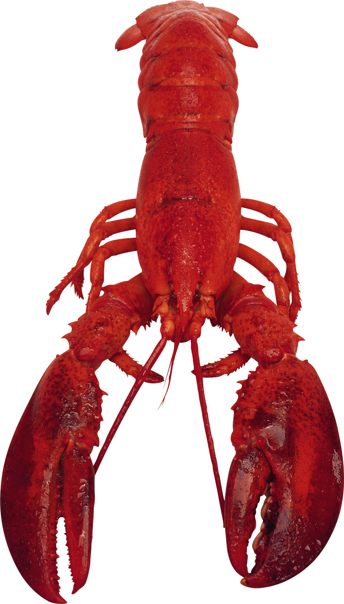 Рак животное картинка Lobster PNG Transparent Images, Pictures, Photos