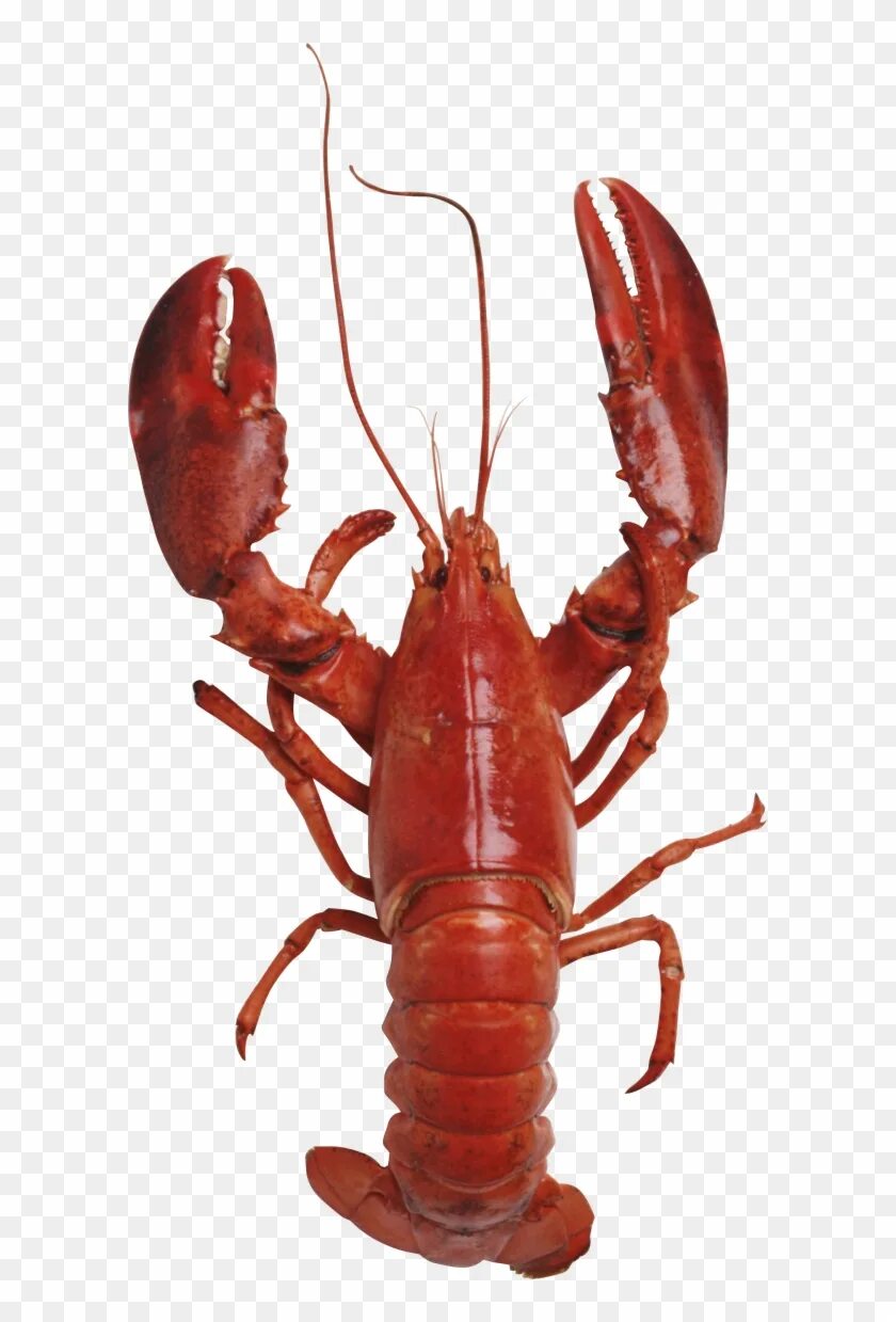 Рак животное картинка Lobster Png Free Download - Transparent Background Lobster Png, Png Download - 6