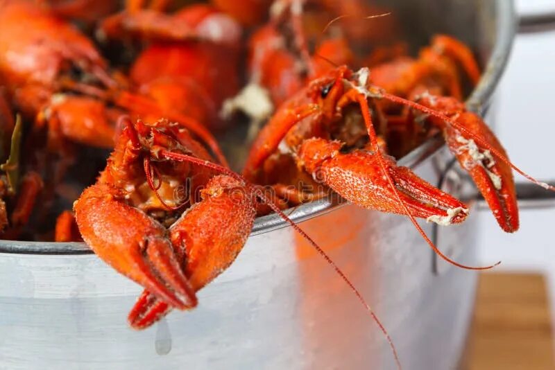 Раки в кастрюле фото Boiled crayfish in pan stock image. Image of cook, lunch - 54086421