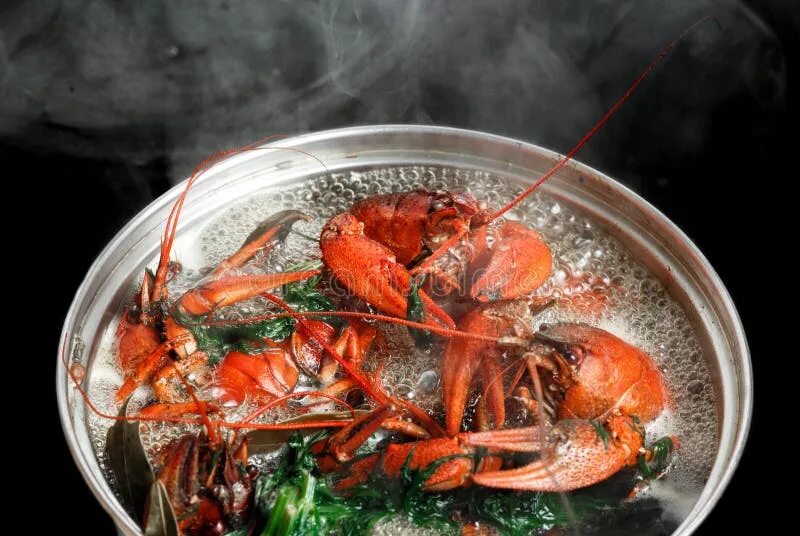 Раки в кастрюле фото Cooking Crayfish on a Gaz Cooker Stock Photo - Image of fire, focus: 23706442