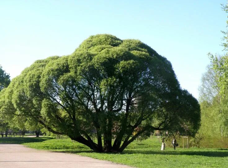 Ракита дерево фото Pin on Trees Golf courses, Field, Sidewalk