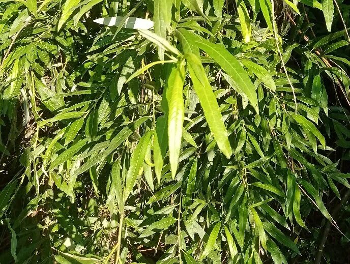 Salix caprea - Image of an specimen - Plantarium