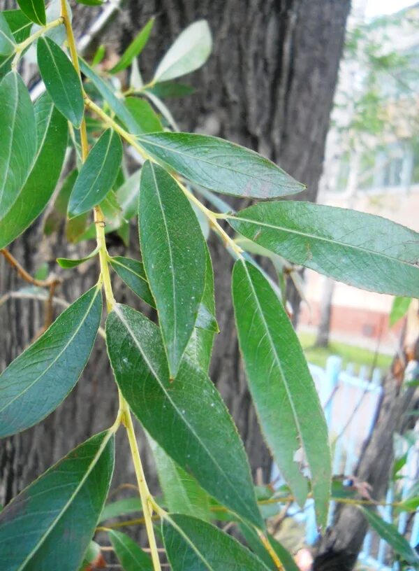 Ракита дерево фото листья Salix euxina - Image of an specimen - Plantarium