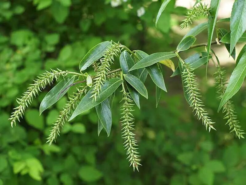 Ракита дерево фото листья Salix fragilis var. sphaerica - Image of an specimen - Plantarium