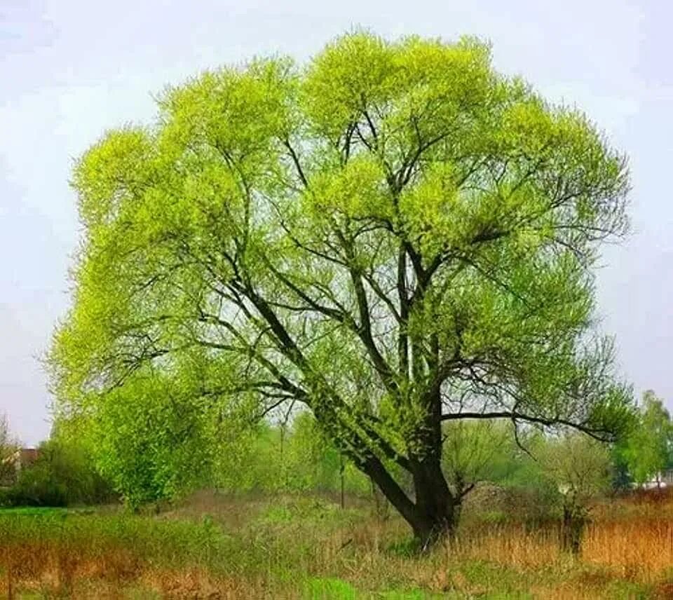 Ракита дерево фото листья Amazon.com: Sourwood Tree