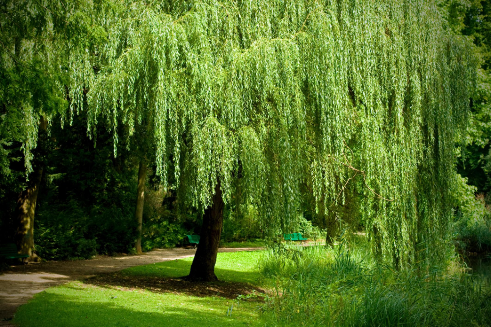 Ракита фото дерева и листьев How to Grow and Care for a Weeping Willow Tree Weeping willow tree, Weeping will