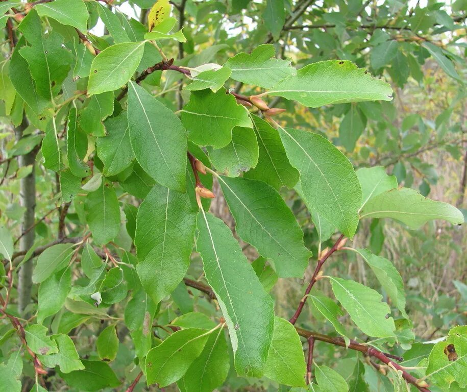 Ракита фото дерева и листьев Salix caprea - Image of an specimen - Plantarium