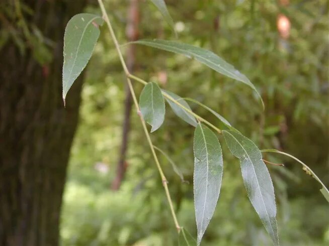 Ракита фото дерева и листьев Ива ломкая, ракита - Salix fragilis L. - Мегаэнциклопедия Кирилла и Мефодия - ме