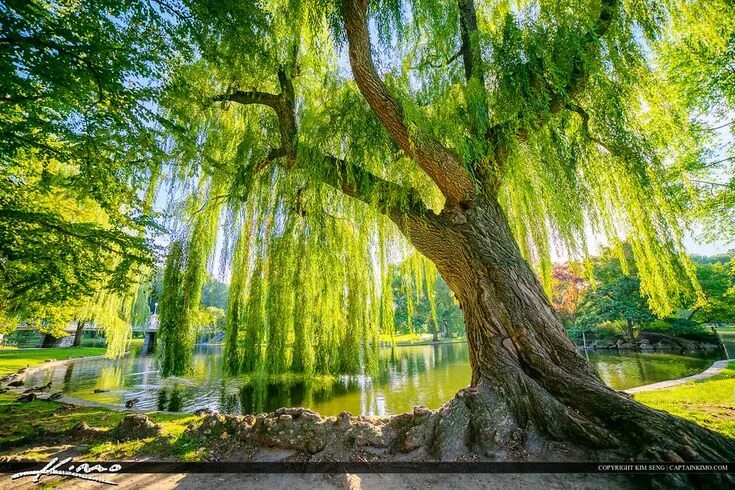 Ракита фото дерева и листьев Around the World in 80 Trees: (The perfect gift for tree lovers) Weeping willow,