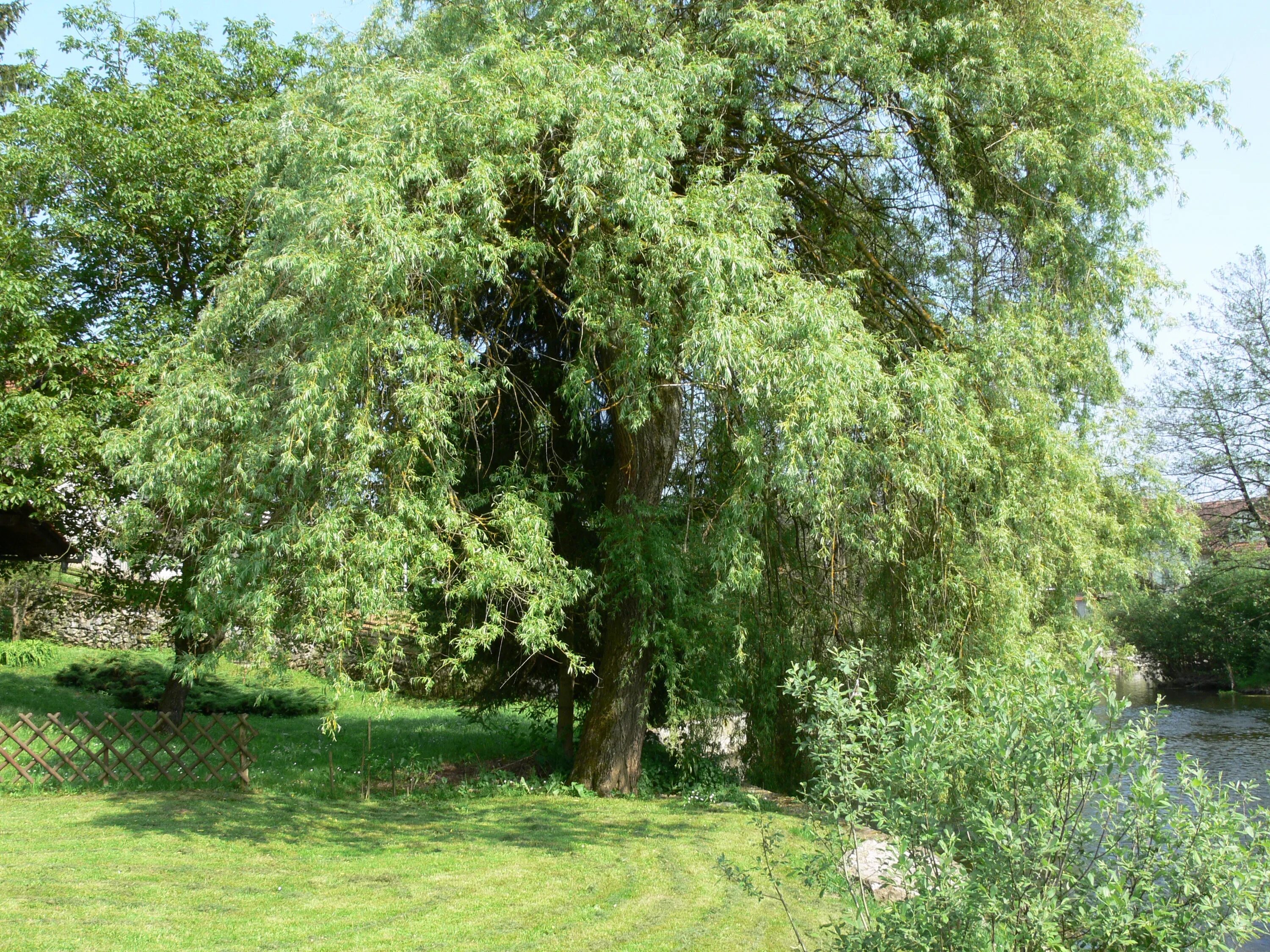 Ракита фото дерева и листьев Free Images : nature, flower, green, produce, evergreen, botany, garden, willow,