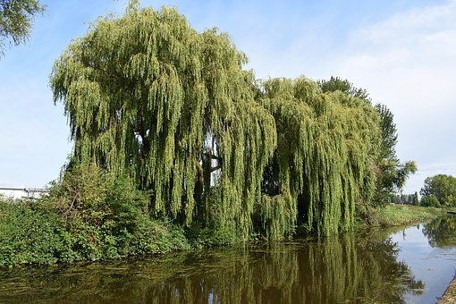 Ракита фото дерева и листьев Willow Trees Canal Water - Free photo on Pixabay Nature photos, Willow tree, Fre