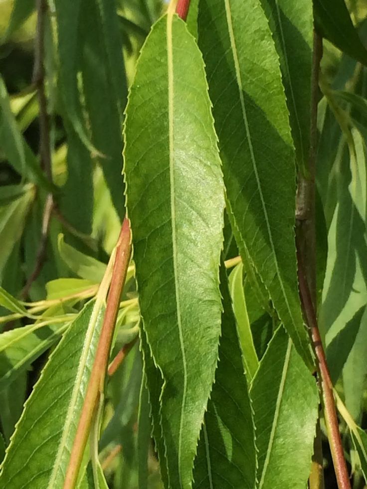 Ракита фото листьев Weeping Willow leaf in 2024 Willow leaf, Leaves, Plant leaves