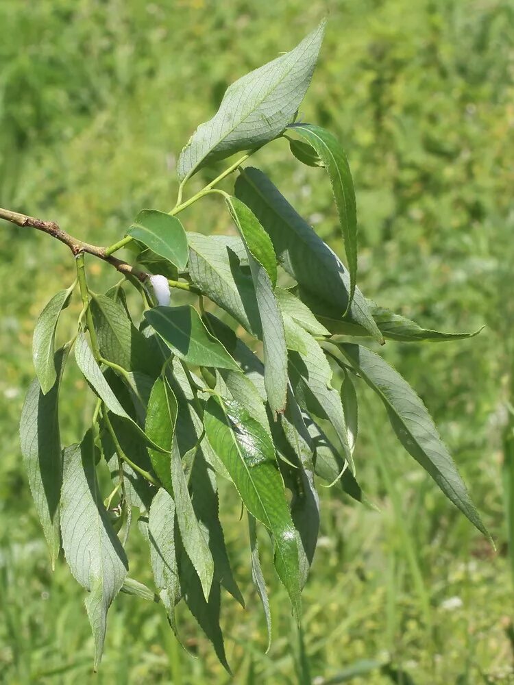 Ракита фото листьев Salix euxina - Image of an specimen - Plantarium