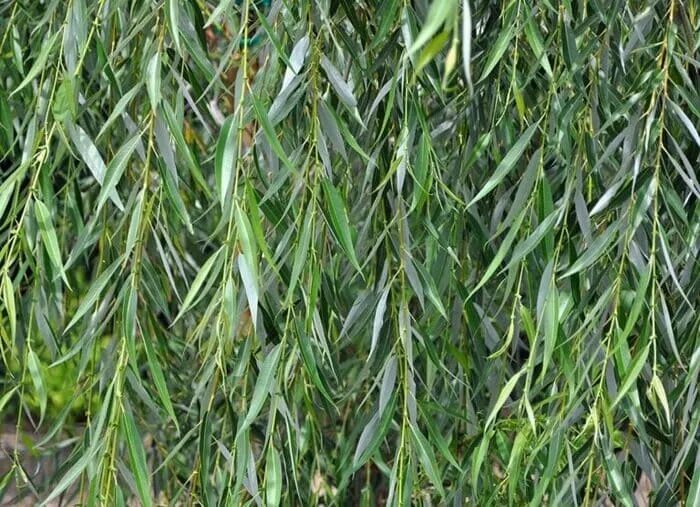 Salix euxina - Image of an specimen - Plantarium