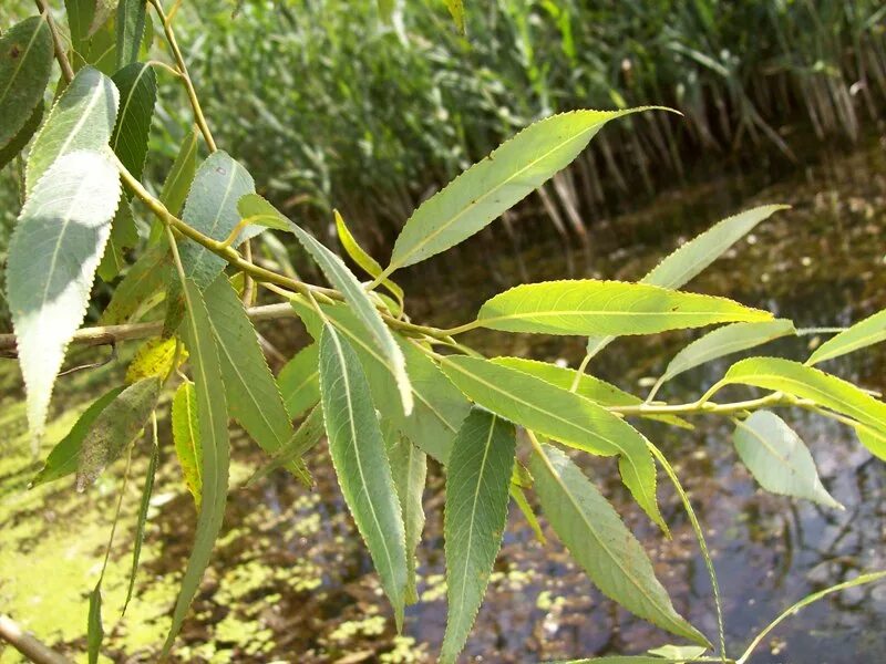 Ракита фото листьев Salix euxina - Image of an specimen - Plantarium