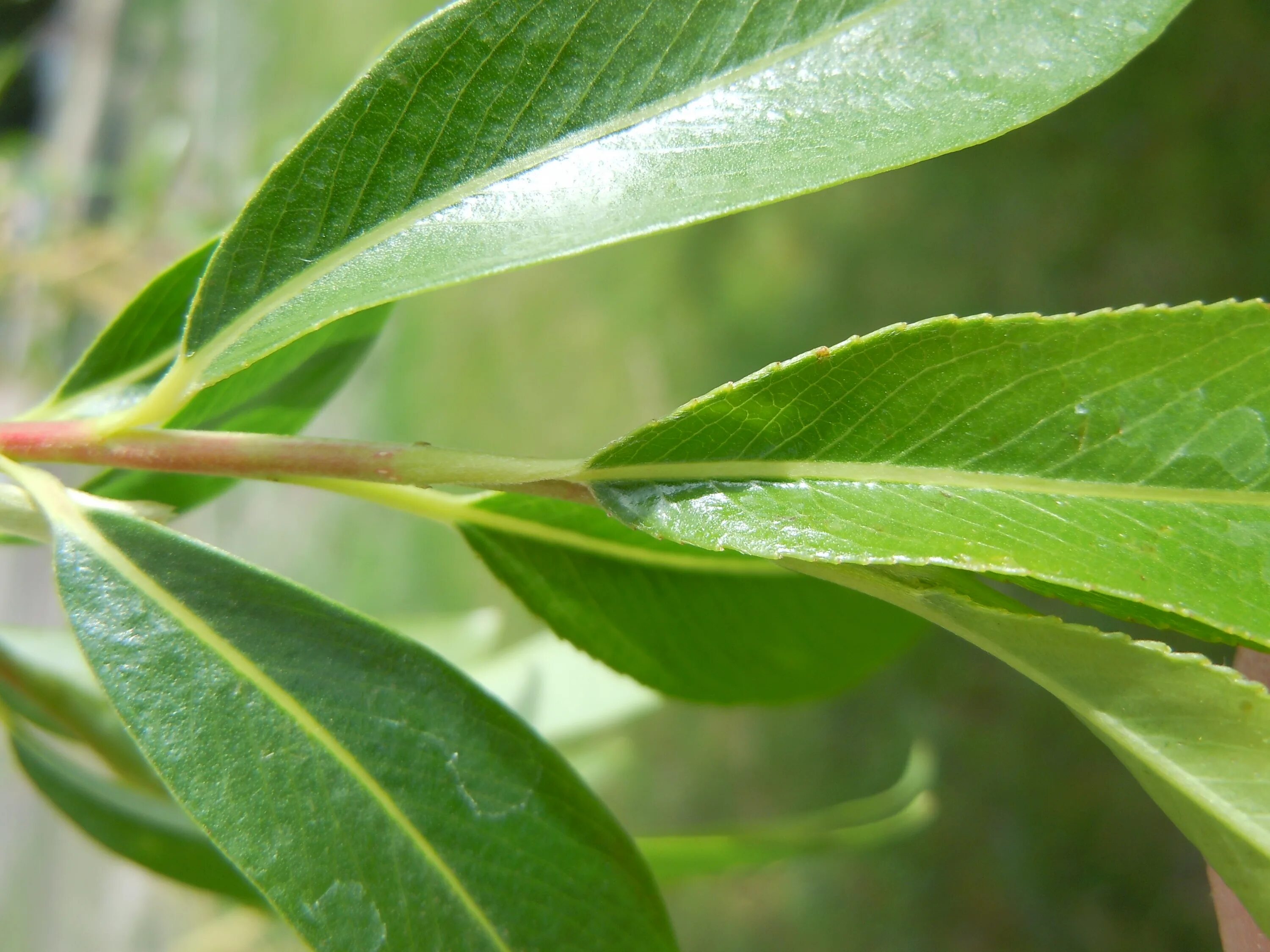 Ракита фото листьев File:Salix fragilis closeup.jpg - Wikimedia Commons