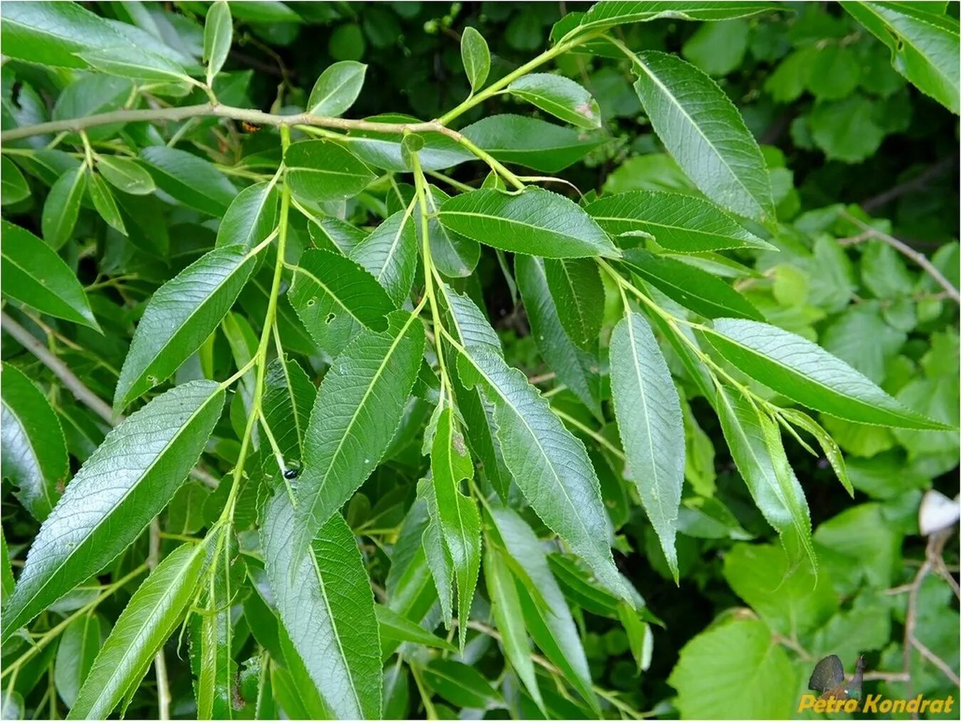 Ракита фото листьев Salix euxina - Image of an specimen - Plantarium