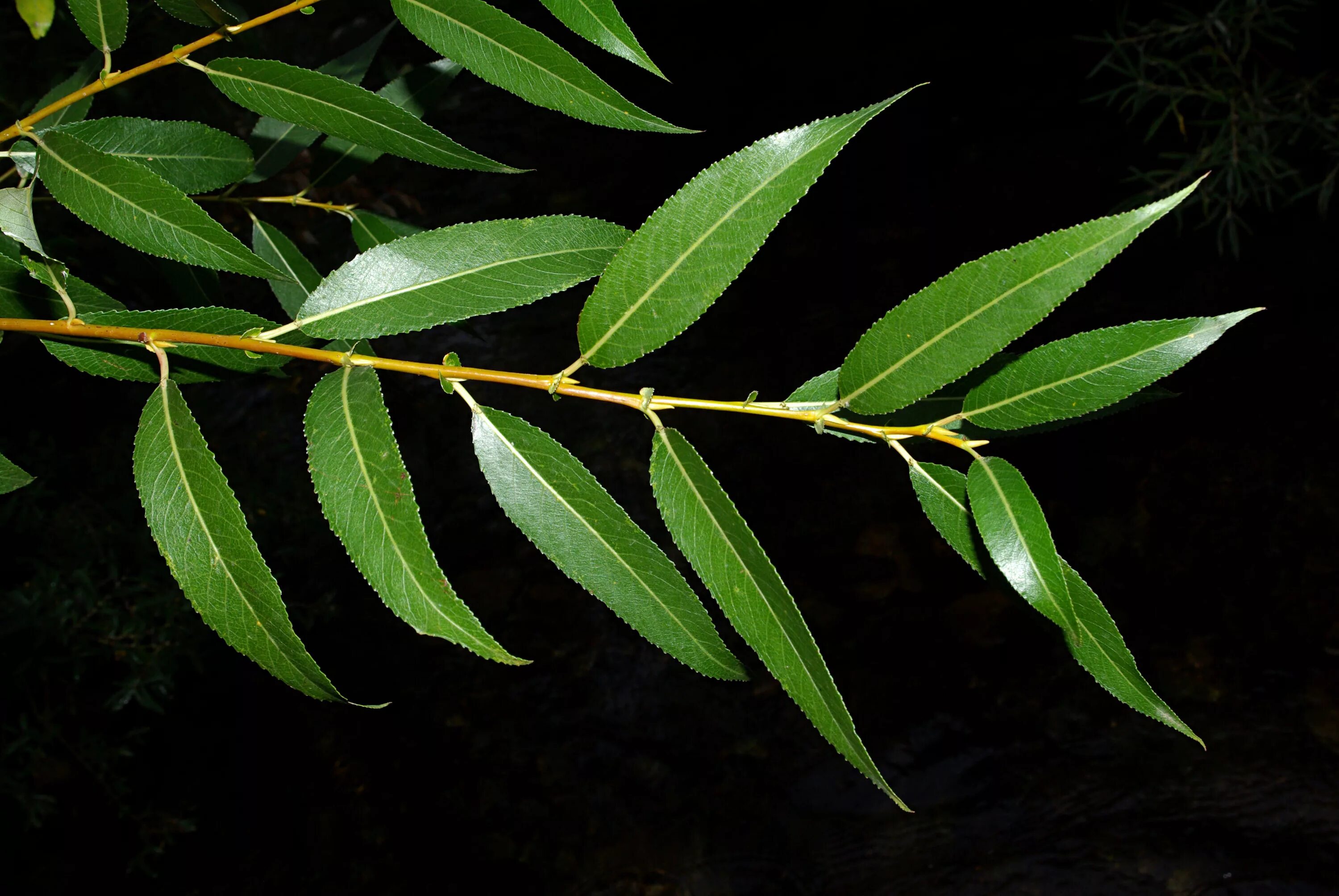 Ракита фото листьев File:Salix fragilis 02 by-dpc.jpg - Wikimedia Commons