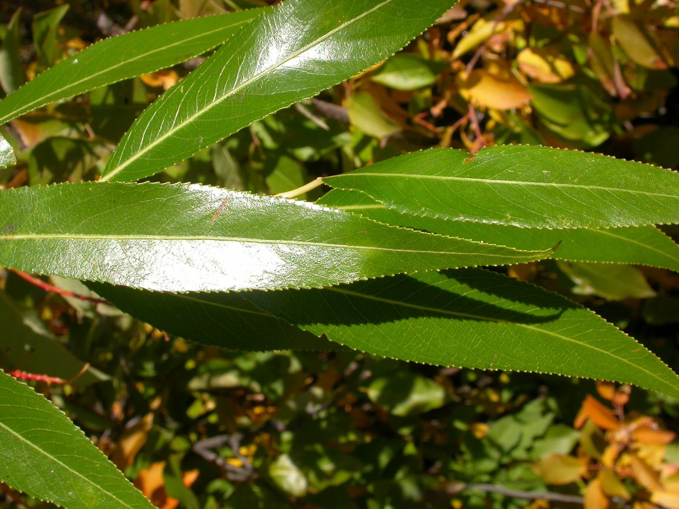 Ракита фото листьев Salix fragilis