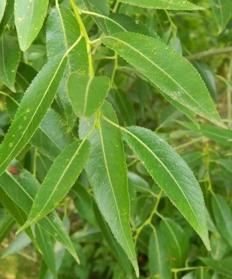 Ракита листья фото Salix euxina - Image of an specimen - Plantarium