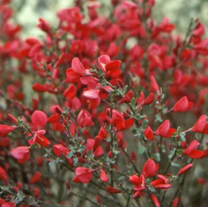 Ракитник боскоп руби фото и описание кустарника Ракитник (сорт 'Boskoop Ruby') Прочие декоративные. Декоративноцветущие луковицы