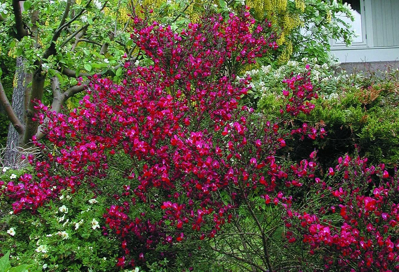 Ракитник боскоп руби фото и описание кустарника Harginst (Har-ris) Cytisus scoparius 'Boskoop Ruby' Sveriges Trädgårdsmästare Tr