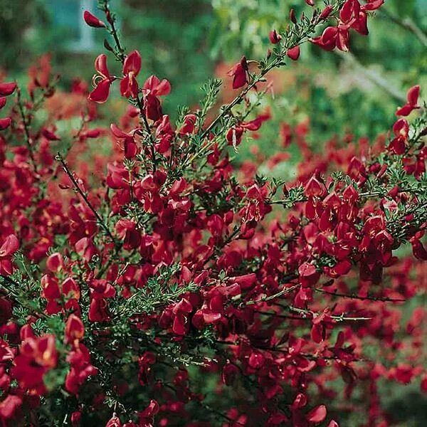 Ракитник боскоп руби фото и описание кустарника Cytisus 'Boskoop Ruby' - broom Plants, North facing garden, Balcony plants