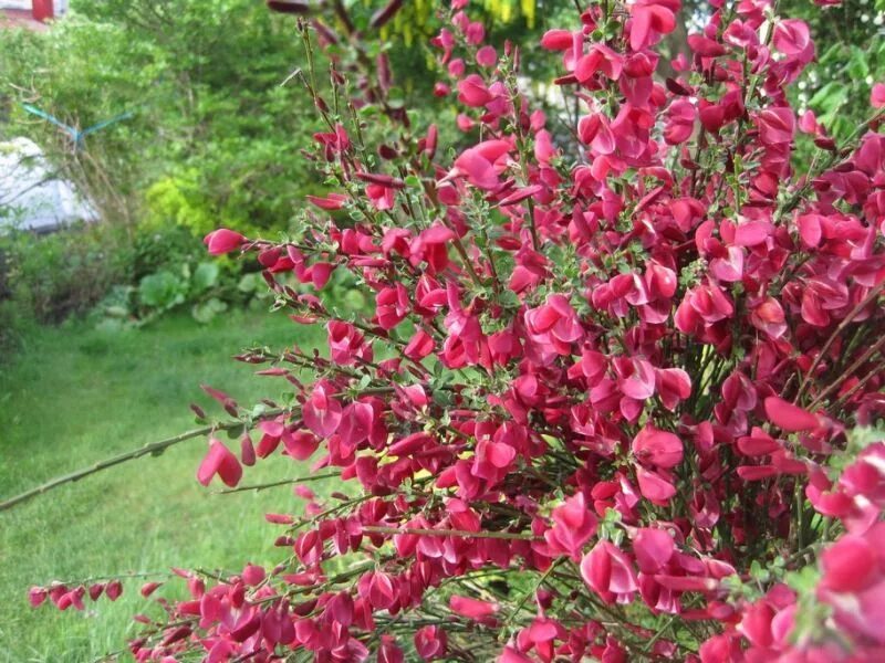 Ракитник боскоп руби фото и описание кустарника Cytisus × boskoopii 'Boskoop Ruby' Boskoop ruby broom Family garden, Garden insp