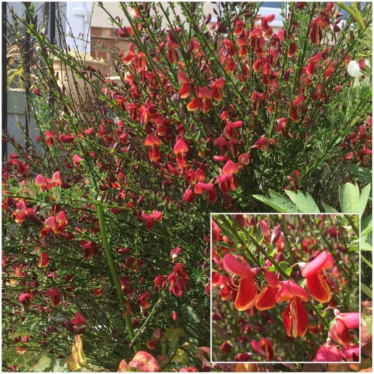 Ракитник боскоп руби фото и описание кустарника Cytisus x boskoopii 'Boskoop Ruby' syn. Cytisus 'Boskoop Ruby', Broom 'Boskoop R