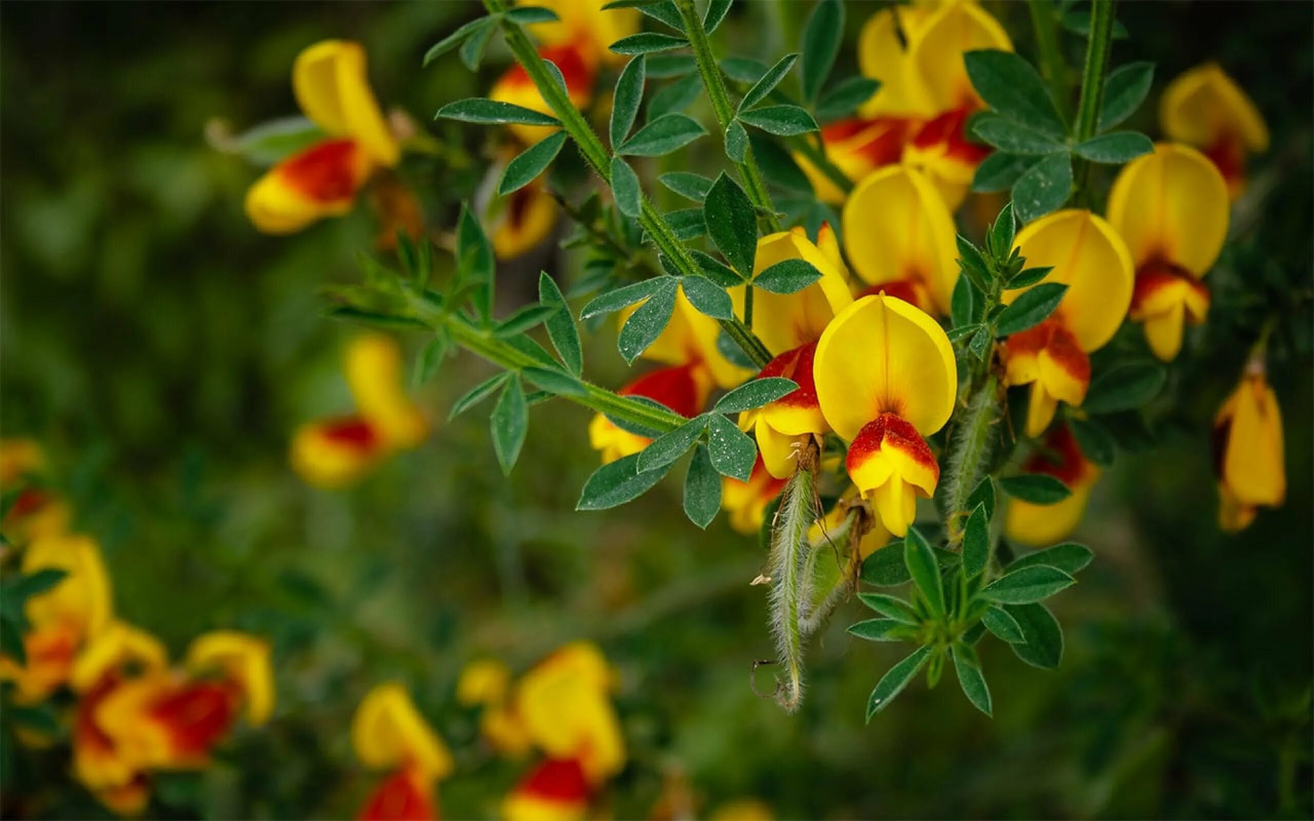 Ракитник фото и описание кустарника Ракитник, Дрок (Cytisus, Chamaecytisus) - описание, виды, фото, уход, пересадка,