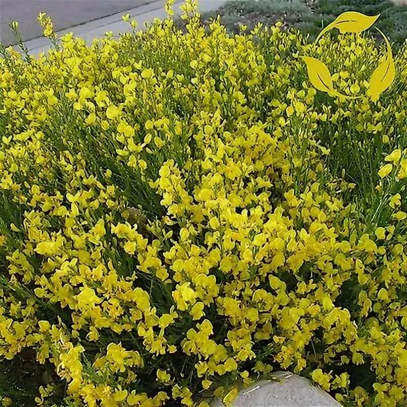 Ракитник фото кустарника SCOTCH BROOM Cytisus Scoparius 25,50 SEEDS eBay