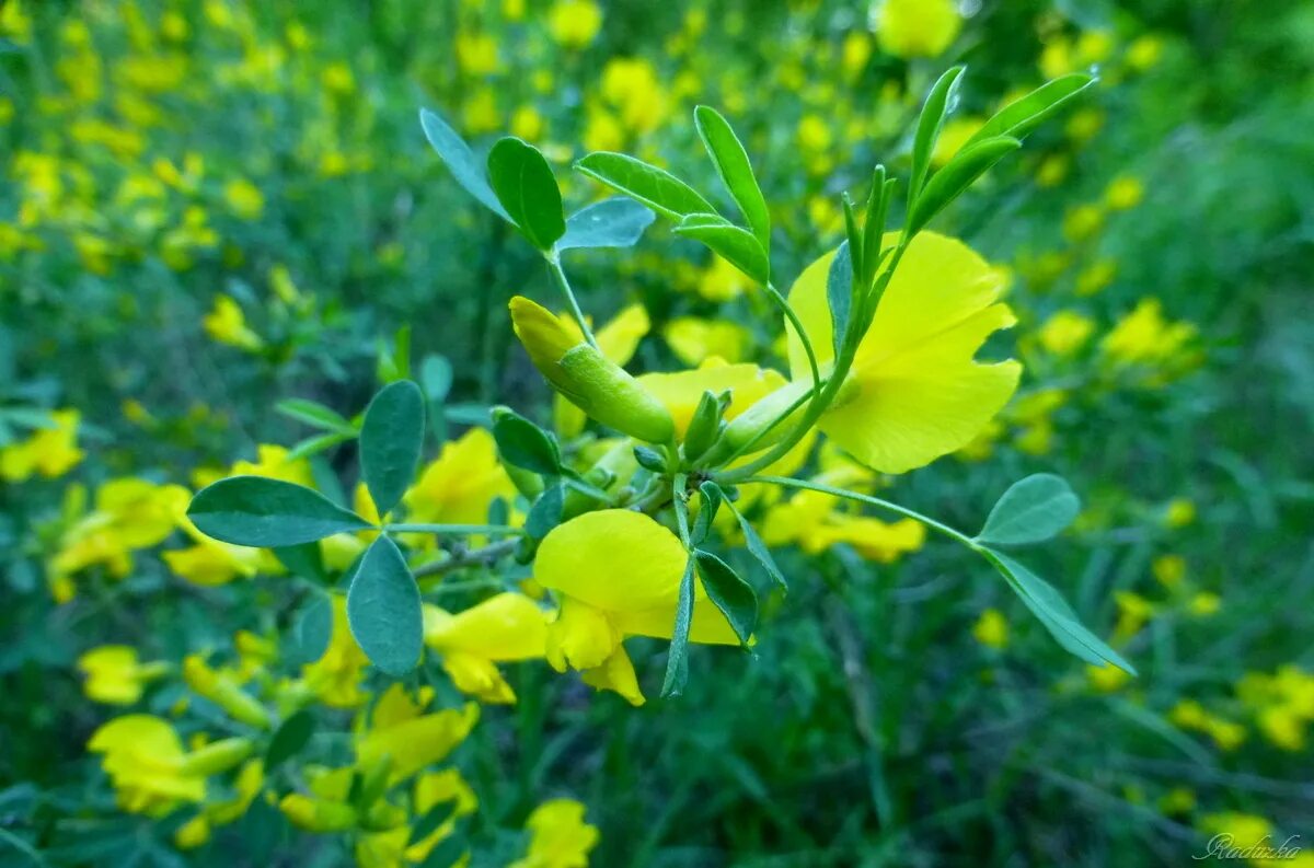 Ракитник луна фото Фото Ракитник русский (Chamaecytisus ruthenicus) на фотохостинге Fotoload