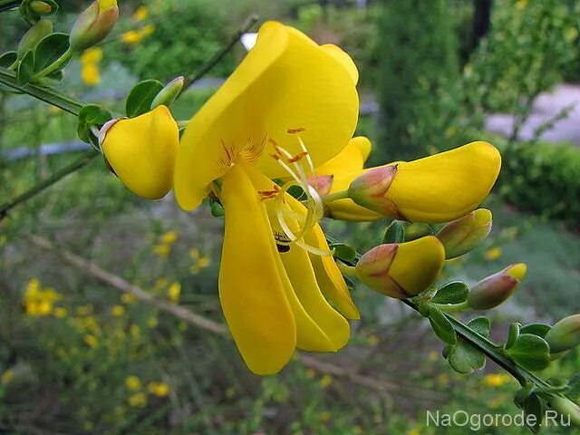 Cytisus scoparius 'Luna' Baumschule LvE