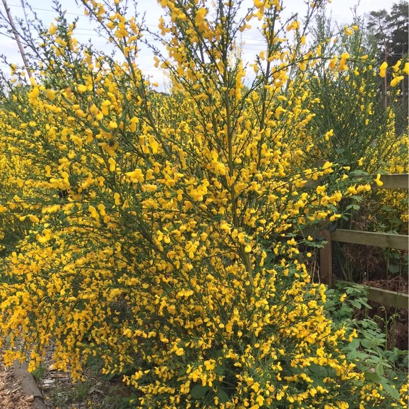 Ракитник луна фото и описание Cytisus 'Luna', Broom 'Luna' - uploaded by @Merje