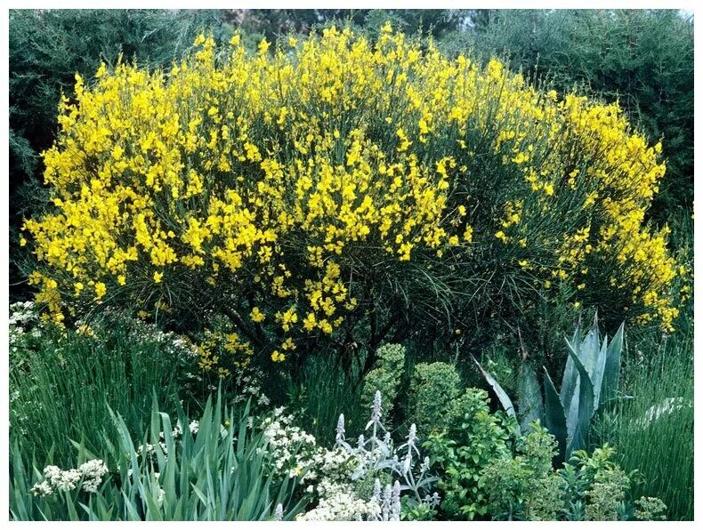 Ракитник русский фото и описание кустарника Ракитник (лат. Cytisus Villosus ) семена 10шт - купить по выгодной цене на Яндек