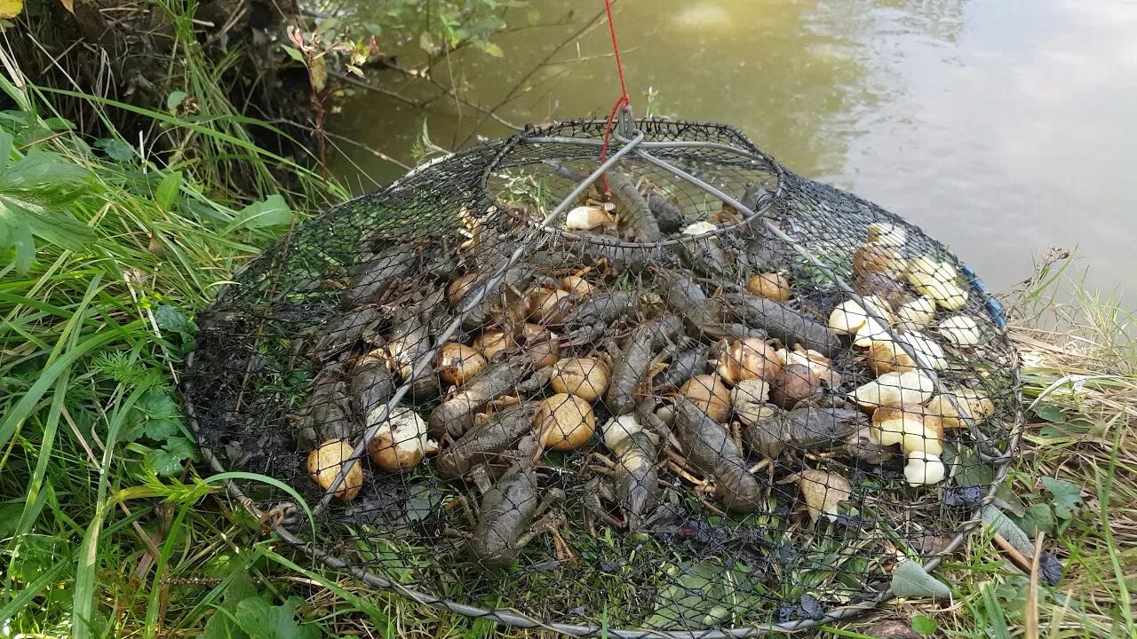 Раколовки на что ловить Сегодня были на раковой ловле)))Довольно таки не плохо))) - DRIVE2