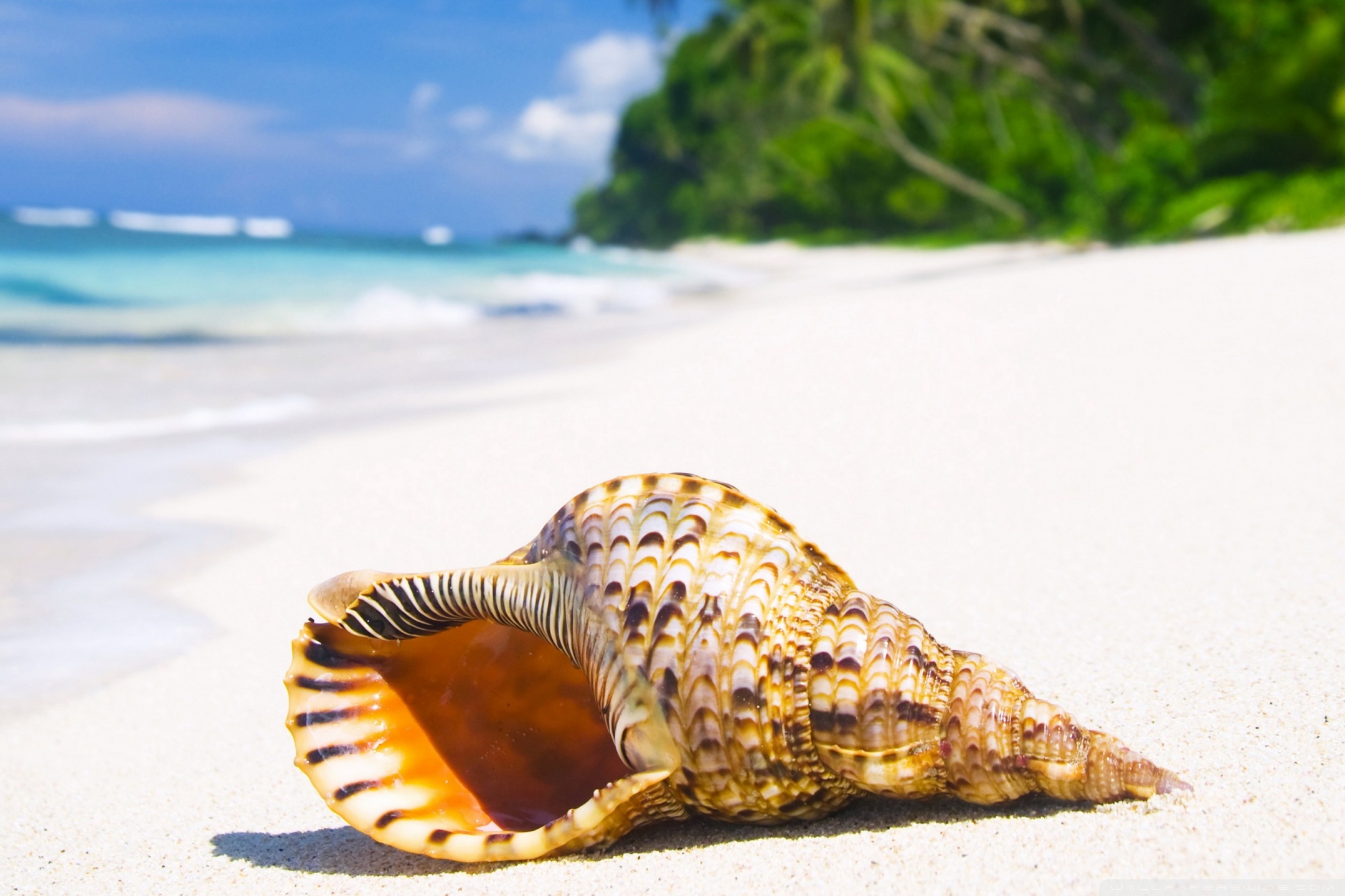 Раковина моря фото Shell On Tropical Beach Paradise Ultra HD Desktop Background Wallpaper for 4K UH