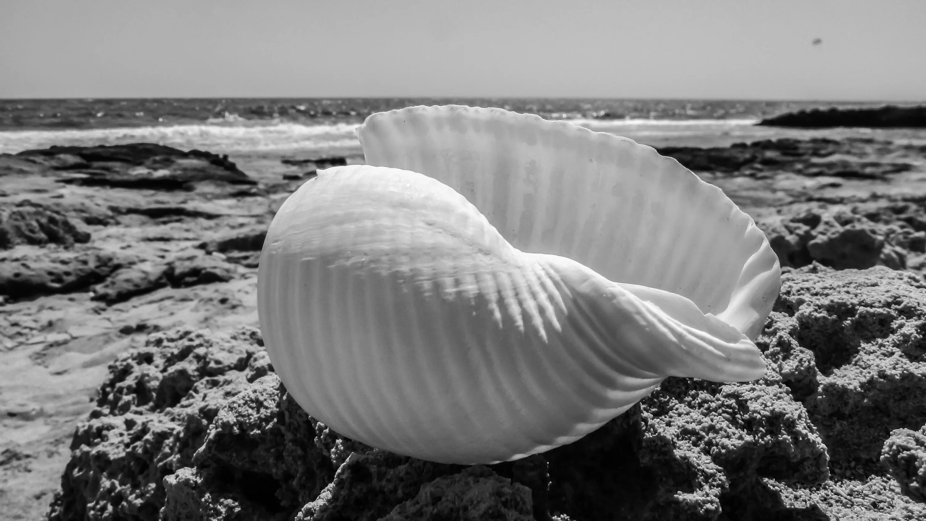 Раковина моря фото Free Images : beach, sea, nature, sand, rock, ocean, cloud, black and white, sho