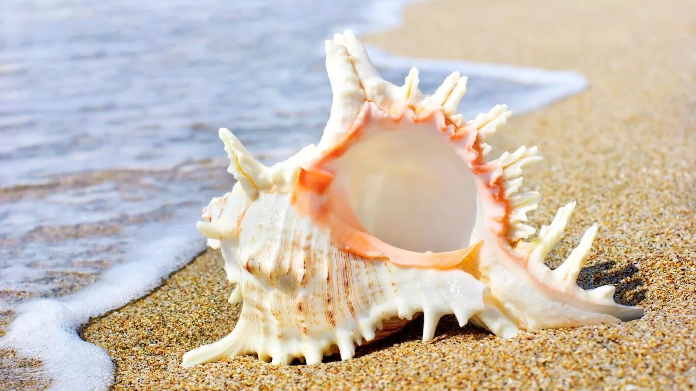 Раковина моря фото Beatiful Seashell Sea shells, Shells and sand, Shell beach