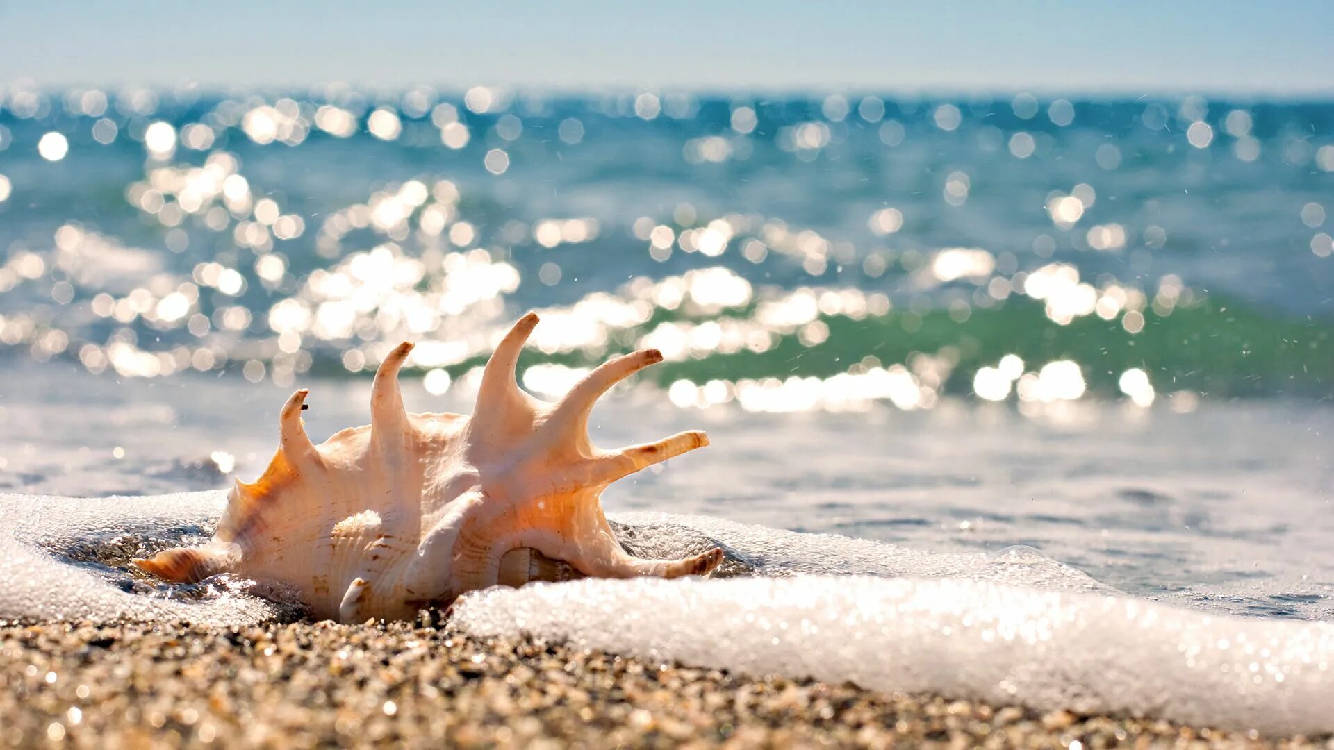 Раковина моря фото Sunshine on the ocean Essential oils room spray, Sea shells, Beach rocks