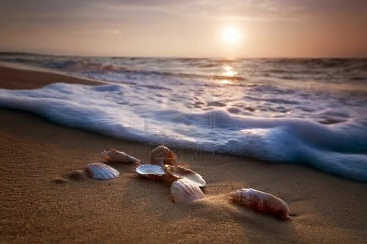 Раковина моря фото Waves approaching sea shells lying on sand during sunset Beach canvas wall art, 