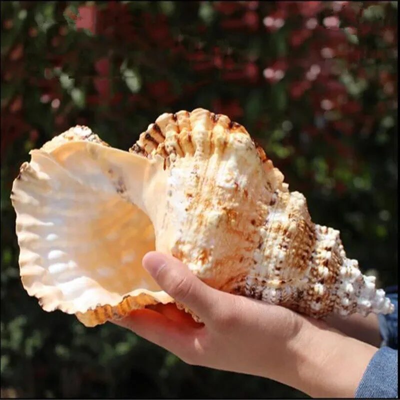 Ракушка фото есть Natural Conch Shell Big Snail Decoration Jewelry Home Ocean - AliExpress