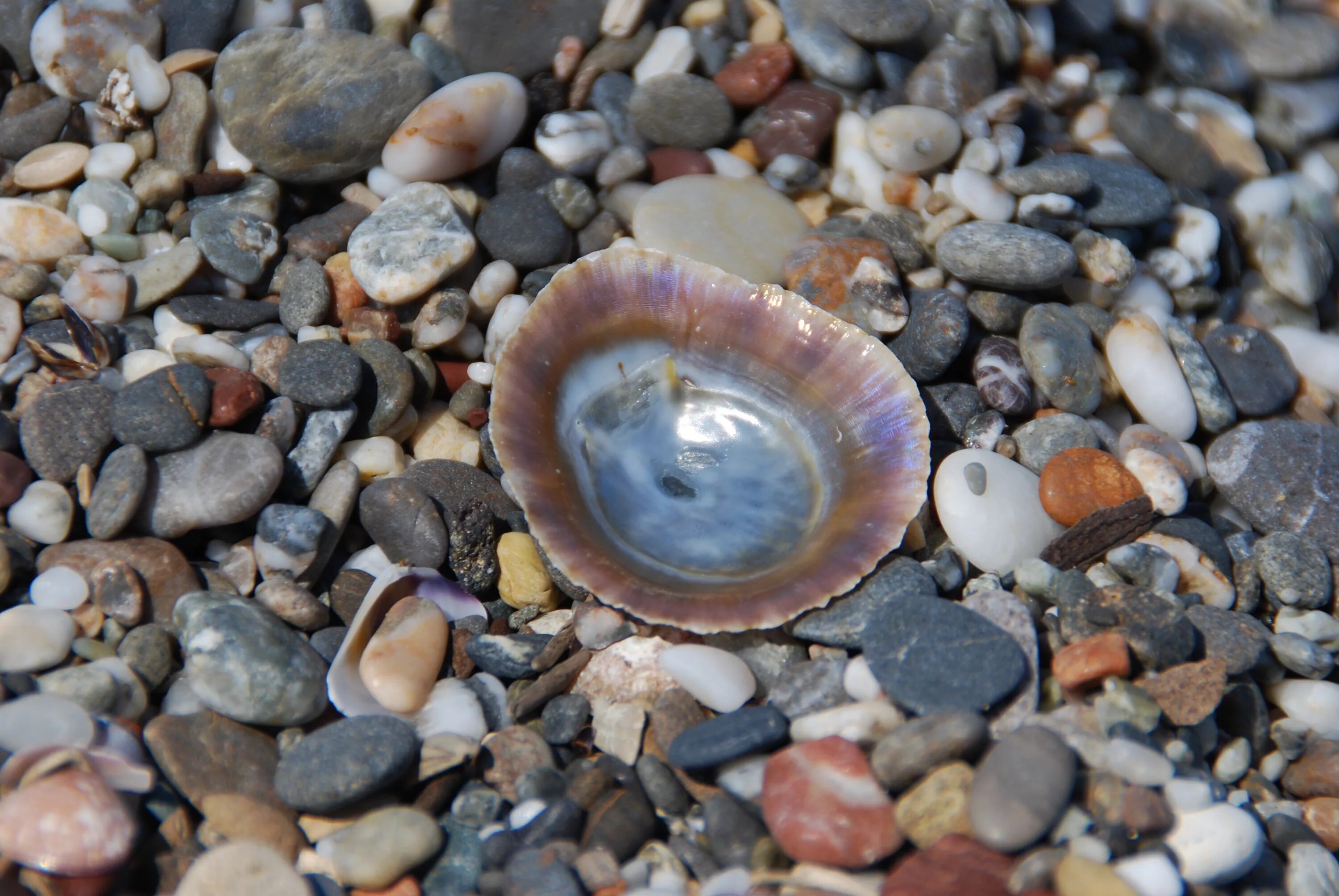 Ракушка камень фото Free Images : beach, rock, wildlife, pebble, soil, colorful, fauna, material, sh