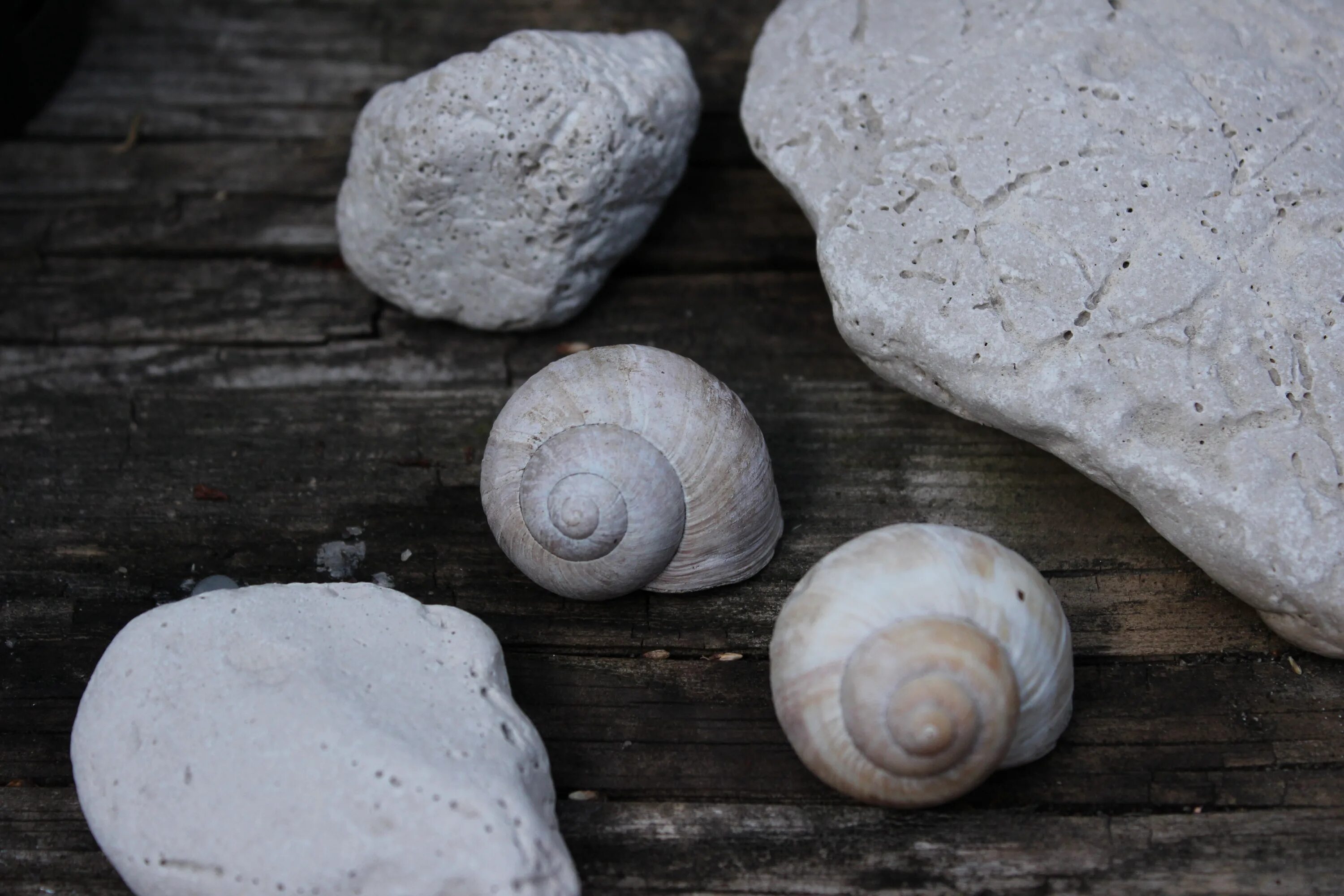 Ракушка камень фото Free Images : sand, rock, wood, white, stone, still life, material, invertebrate