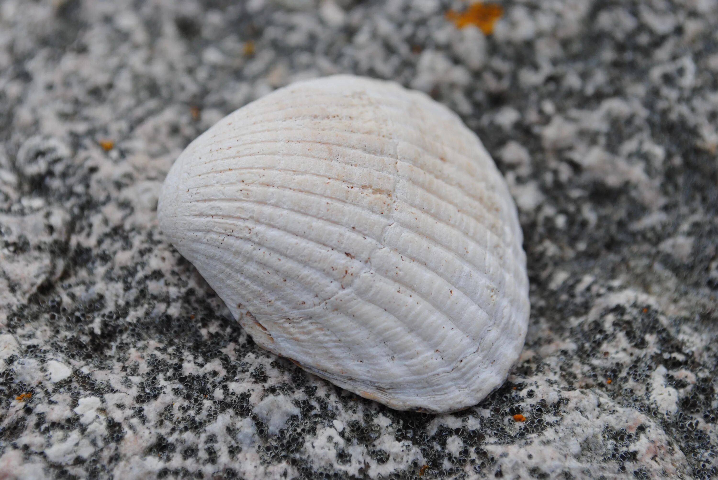 Ракушка камень фото Free Images : beach, sand, stone, food, seafood, fauna, material, invertebrate, 