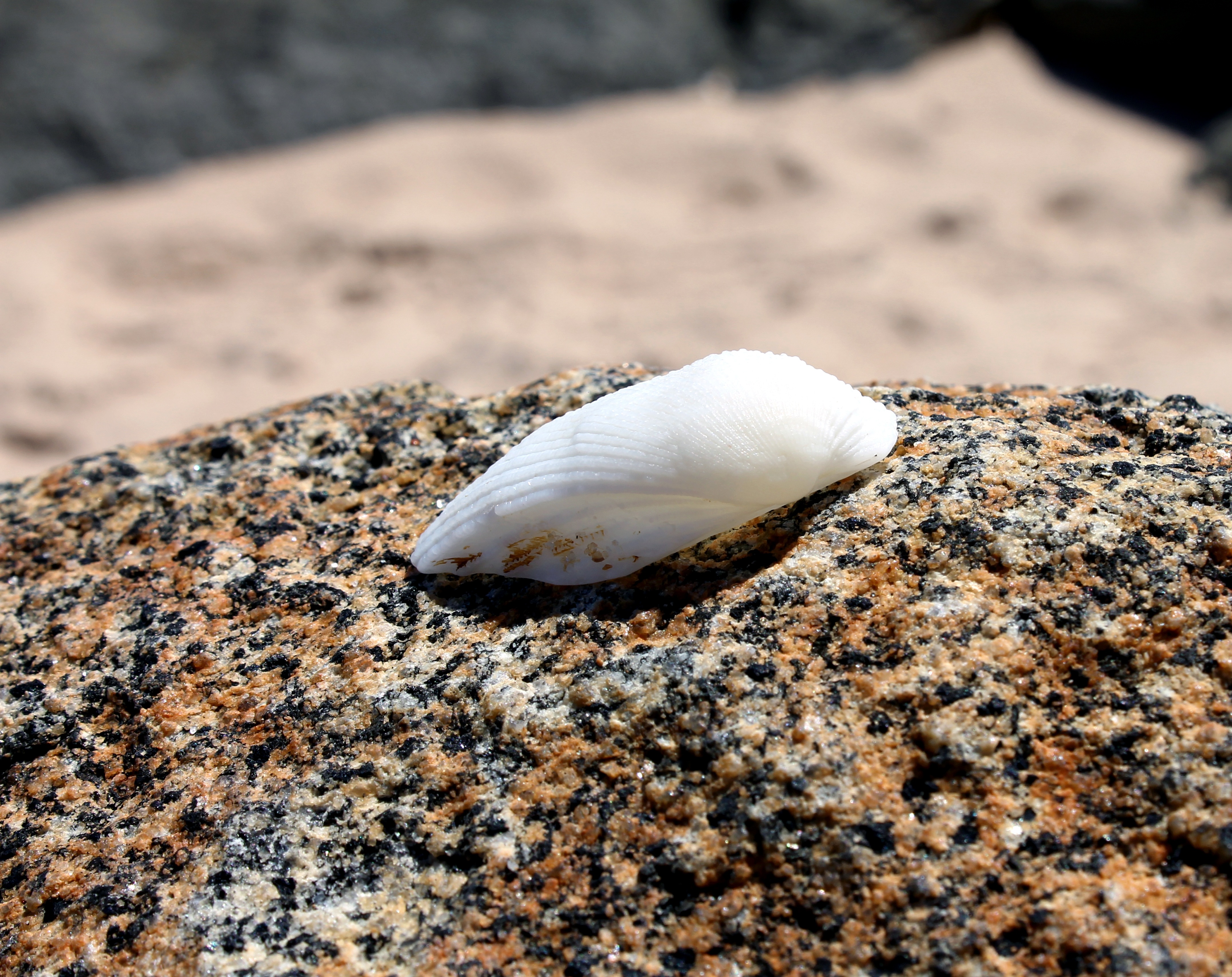 Ракушка камень фото White shell on a stone close-up free image download