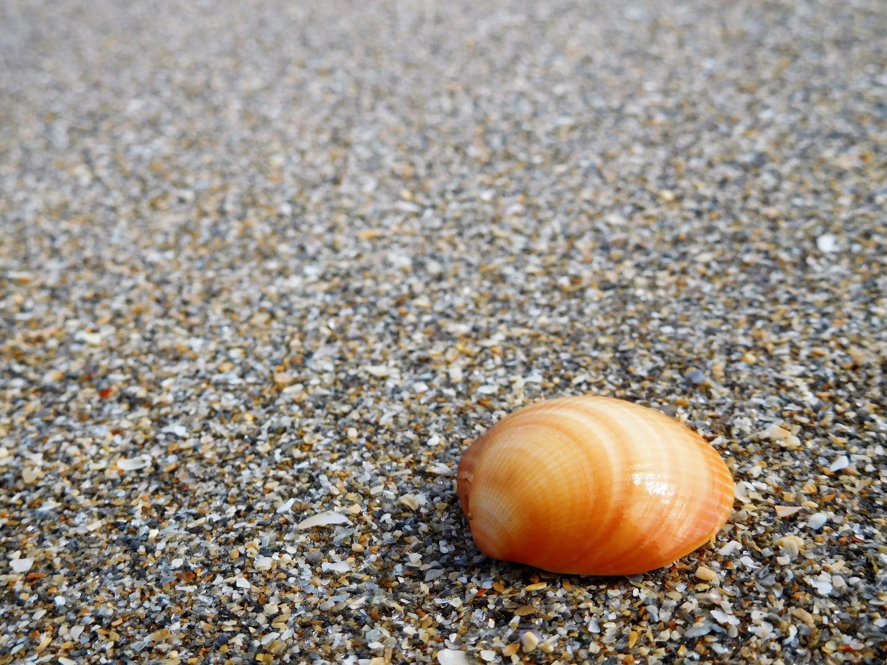 Ракушка персик фото Free Images : beach, sand, food, pebble, seashore, material, shell, invertebrate