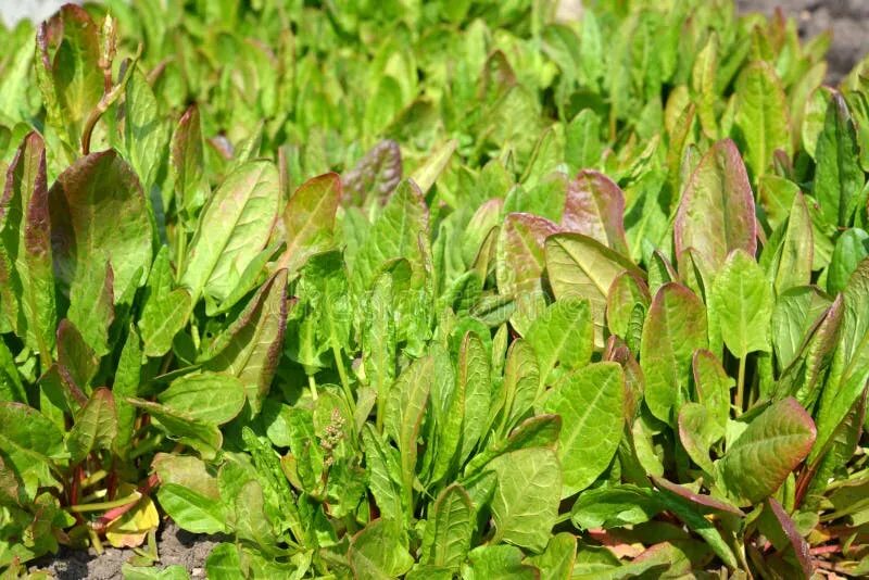 Ракушка персик щавель разница у девушек фото Sorrel sour stock photo. Image of background, food, mature - 55239440