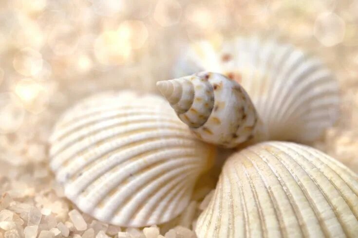 Ракушка у женщин фото как выглядит Seashell snail beach sea Sea shells, Stock photos, Snail